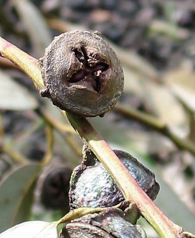 Eucalyptus natuurlijk middel verkoudheid reumatische klachten