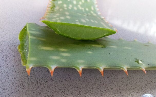Aloe vera: voordelen en gebruik