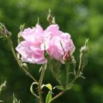 Overgangsklachten: Rosa damascena