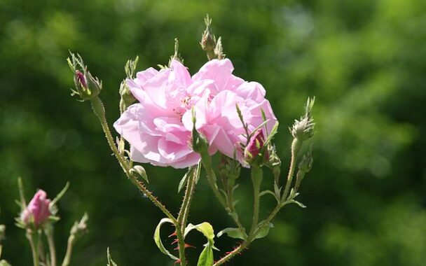 Overgangsklachten: Rosa damascena