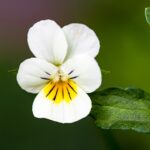 viooltje natuurlijk middel eczeem acne